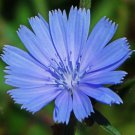 seeds chicory 600 chichorium intybus blue perennial flower garden