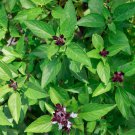 150 seeds cinnamon basil non - gmo fresh for gardens
