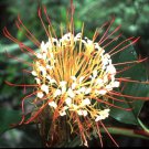 seeds hedychium ellipticum butterfly ginger unusual