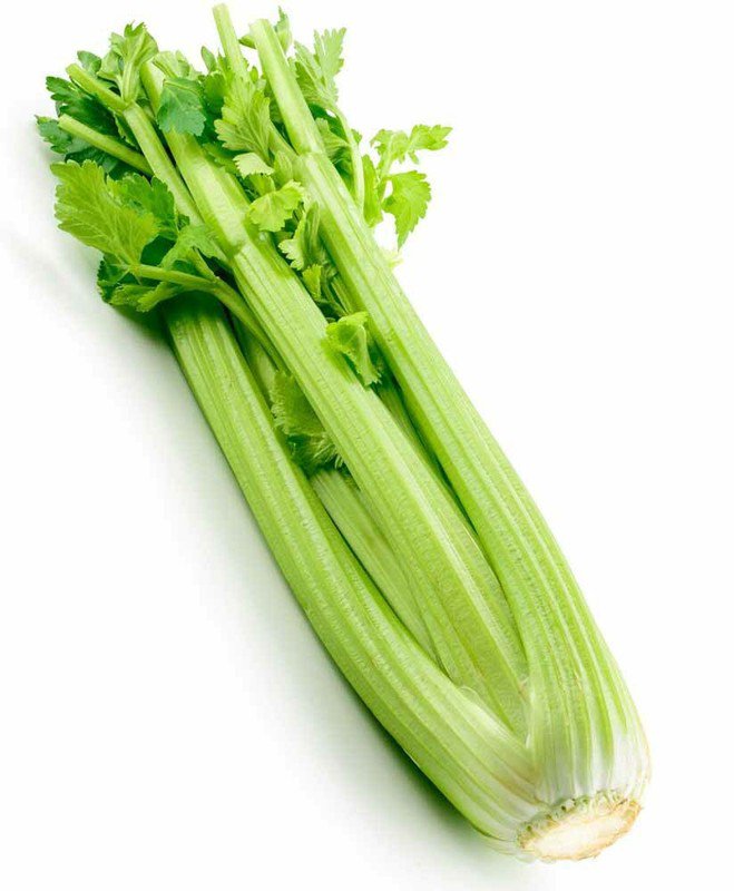 seeds 2000celery tall utah celery heirloom crisp tender texture fresh