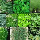 10 seeds herb garden lot ~ varieties over 2,200 fresh non gmo -- #