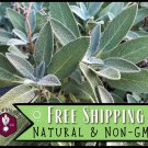 seeds 325 broadleaf sage herb | heirloom, non-gmo, gardening seed packet