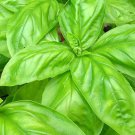 150 seeds large leaf italian basil fresh for gardens