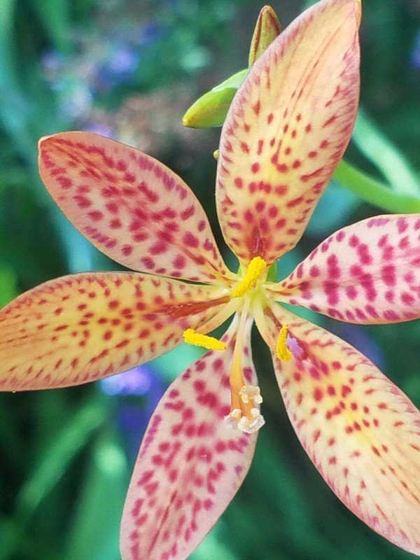 seeds blackberry leopard lily - belamcanda chinensis(25)  bonus