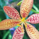 seeds blackberry leopard lily - belamcanda chinensis(25)  bonus