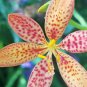 seeds blackberry leopard lily - belamcanda chinensis(25) bonus