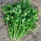 20g/1800pcs cilantro seeds, leisure coriander coriandrum sativum 香菜种子