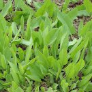 100 costmary (tanacetum balsamita), packet of seeds, organic