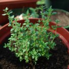 2021 seeds thyme herb seeds- common- heirloom 500 $1.69 max /order