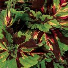 20 seeds ~ coleus kong *mosaic * shade lovers