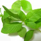 1100 pcs lime basil seeds, hạt thơm sả (é trắng) | 98% germination