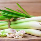 seeds 100 lemongrass - wonderful herb for tea & cooking cymbopogon flexuosus