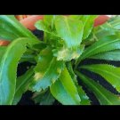 200 semillas de alcapate ancho culantro recao/alcapate recao seeds, ngo gai