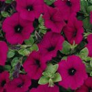 20 seeds ~ wave classic purple * trailing petunia pelleted