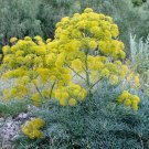 seeds ferula communis giant fennel -