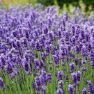 seeds 5000 lavender for planting - non-gmo heirloom carpet perennial f...