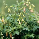 astragalus membranaceus var. mongholicus 50 seeds, medicinal milk vetch herb