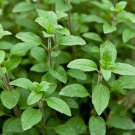 seeds oregano common italian heirloom 2000 100% organic non gmo grown in