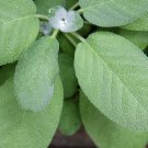 150 seeds broadleaf sage non-gmo seller