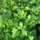 1000 seeds giant italian flat leaf parsley petroselinum crispum vegetable herb