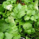 50 cilantro seed, slow bolt, heirloom, seeds, non gmo, great herb/spice