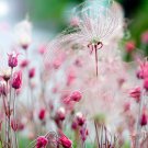 25 seeds prairie smoke geum triflorum purple avens pink flower