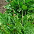 seeds 100 broadleaf plantain (plantago major) waybread, greater 12/
