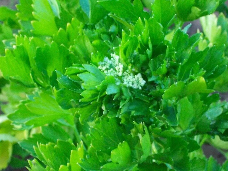 2000 seeds cutting leaf celery apium graveolens european chinese herb