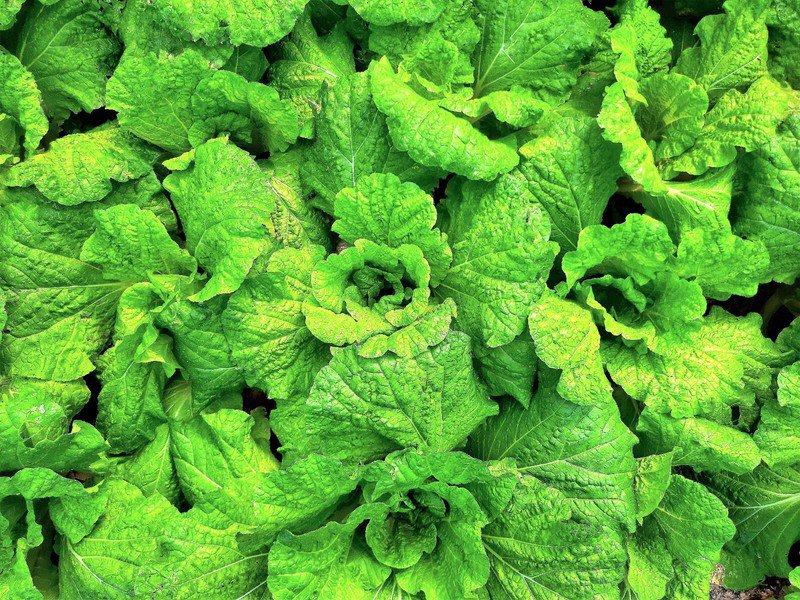500 seeds lettuce leaf basil ocimum basilicum huge leaves herb *flat