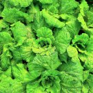 500 seeds lettuce leaf basil ocimum basilicum huge leaves herb *flat