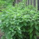 seeds .308g/200 lemon basil heirloom non-gmo always fresh for your garden