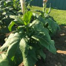 seeds 100 connecticut broadleaf tobacco (approx. seeds)