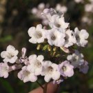 seeds yerba santa {eriodictyon californicum} herbal organic 20