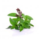 50 seeds siam queen thai basil -