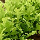 500 arugula seeds/organic/herb/non-gmo/garden planting/slow bolt/