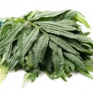 100 seeds huacatay black mint peruvian medicinal & culinary herb tagetes minuta