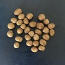 25 dioscorea japonica (japanese yam, chinese yam 山药) bean seeds, beans
