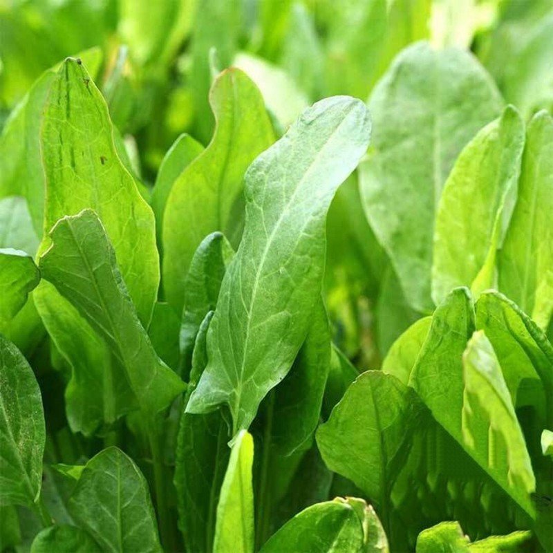 500 large leaf sorrel seeds, non-gmo, heirloom, hibiscus, sorrel, perennial