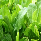 500 large leaf sorrel seeds, non-gmo, heirloom, hibiscus, sorrel, perennial