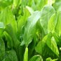 500 large leaf sorrel seeds, non-gmo, heirloom, hibiscus, sorrel, perennial