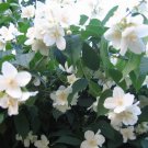20 seeds sweet mock orange english dogwood philadelphus coronarius shrub flower