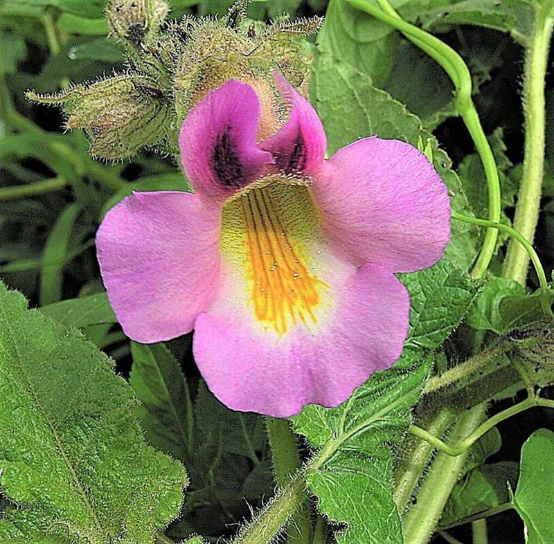 10 seeds dwarf unicorn plant devil's claw horn proboscidea pink & yellow flower