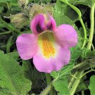 10 seeds dwarf unicorn plant devil's claw horn proboscidea pink & yellow flower