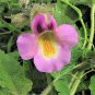 10 seeds dwarf unicorn plant devil's claw horn proboscidea pink & yellow flower