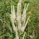 1000 seeds culvers root (black root) veronicastrum virginicum flower