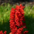 seeds 500 sage | scarlet red (salvia coccinea) medicinal herb wildflower