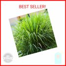 seeds lemongrass plant - 1000 non-gmo heirloom lemon grass herbs fo