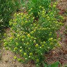 100 pineapple weed - seeds, organically grown in mn, non gmo.
