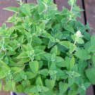 2021 seeds catnip seeds- organic- your cat will love you- 400