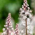 20 seeds filigran foamflower white & pink tiarella polyphylla shade flower